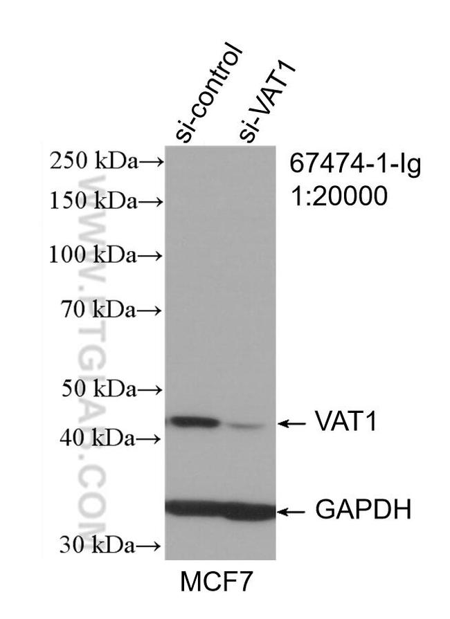 VAT1 Antibody in Western Blot (WB)