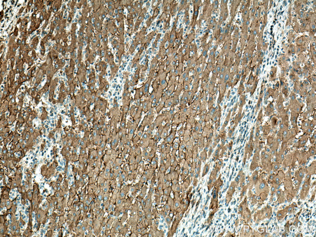 SLC22A7 Antibody in Immunohistochemistry (Paraffin) (IHC (P))