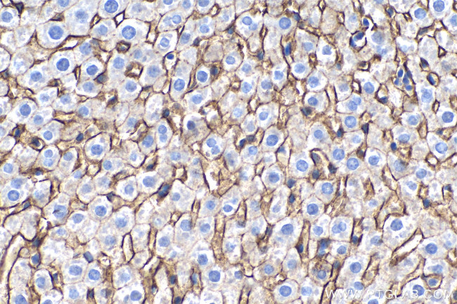 SLC22A7 Antibody in Immunohistochemistry (Paraffin) (IHC (P))