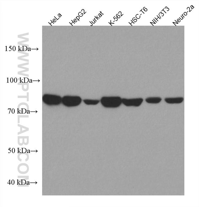 MFN2 Antibody in Western Blot (WB)