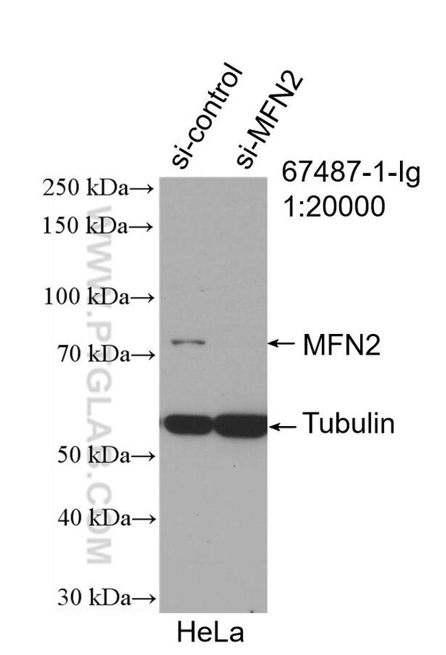 MFN2 Antibody in Western Blot (WB)