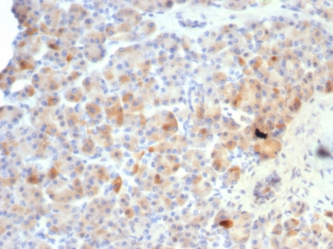 Somatostatin (SST) Antibody in Immunohistochemistry (Paraffin) (IHC (P))