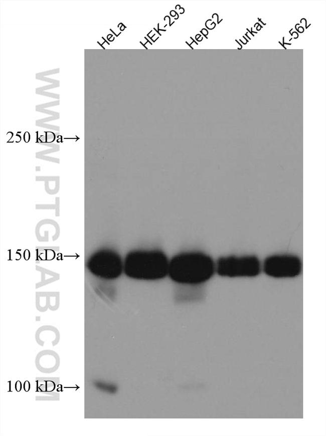 TMF1 Antibody in Western Blot (WB)