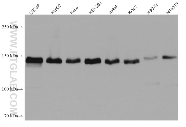 TMF1 Antibody in Western Blot (WB)