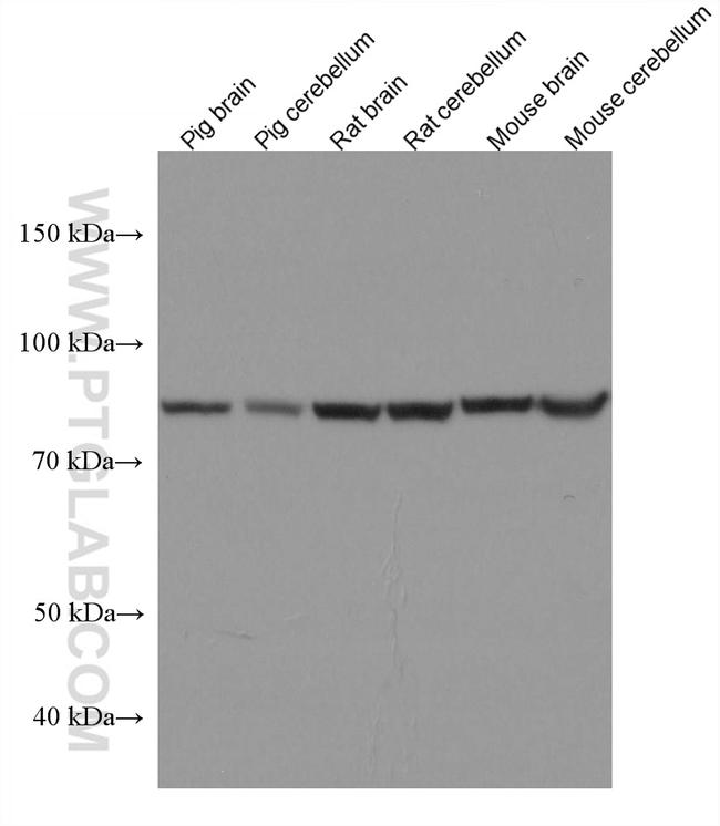 ACO2 Antibody in Western Blot (WB)