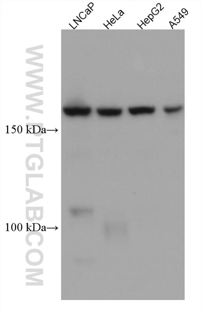 BSEP Antibody in Western Blot (WB)