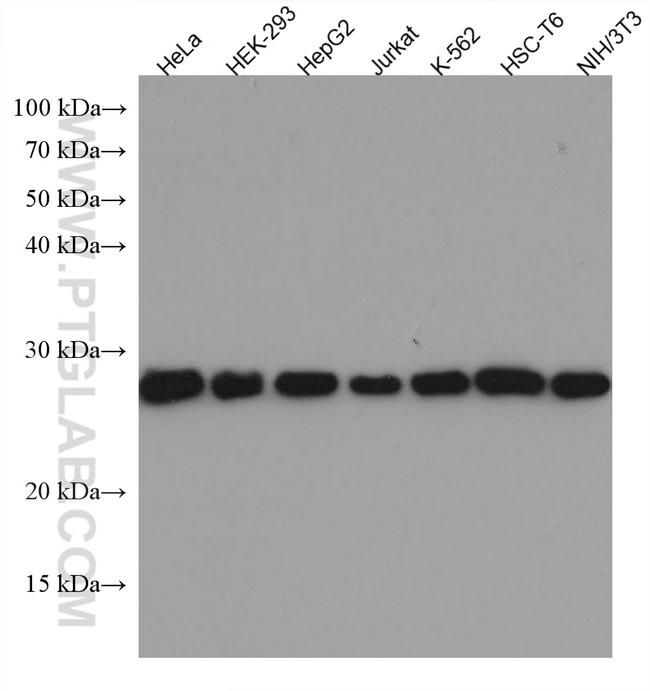 TPI1 Antibody in Western Blot (WB)