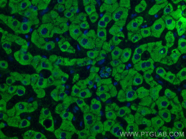 SLC2A9 Antibody in Immunohistochemistry (PFA fixed) (IHC (PFA))