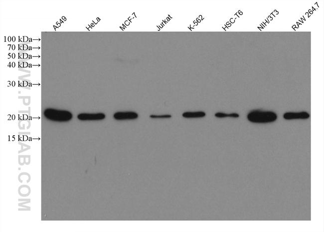 Tim23 Antibody in Western Blot (WB)