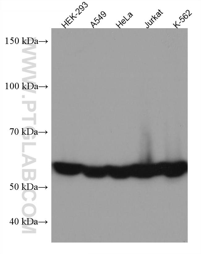 CCT7 Antibody in Western Blot (WB)