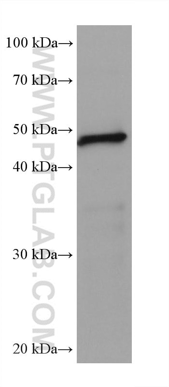 Septin 9 Antibody in Western Blot (WB)