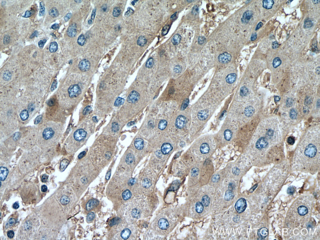 Phospho-GSK3B (Ser9) Antibody in Immunohistochemistry (Paraffin) (IHC (P))