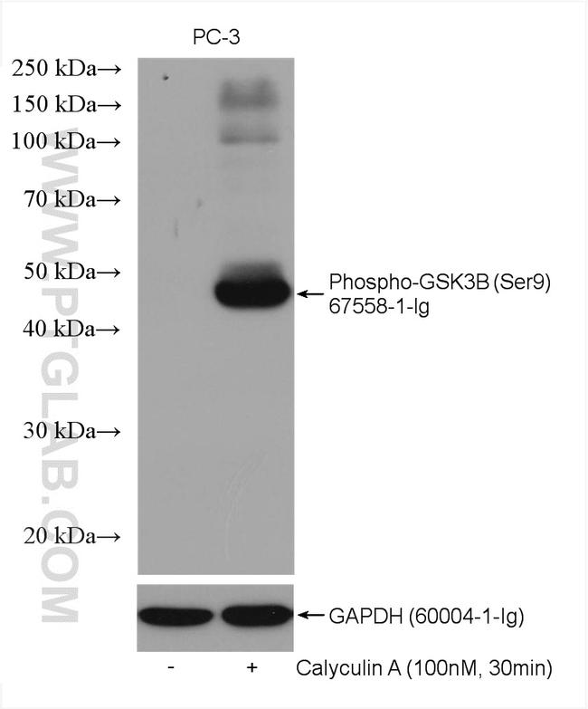 Phospho-GSK3B (Ser9) Antibody in Western Blot (WB)