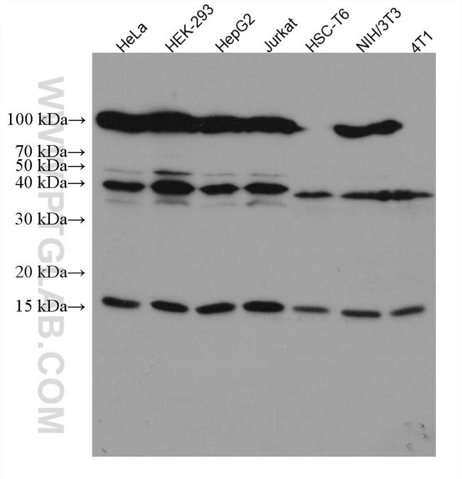 SUMO1 Antibody in Western Blot (WB)