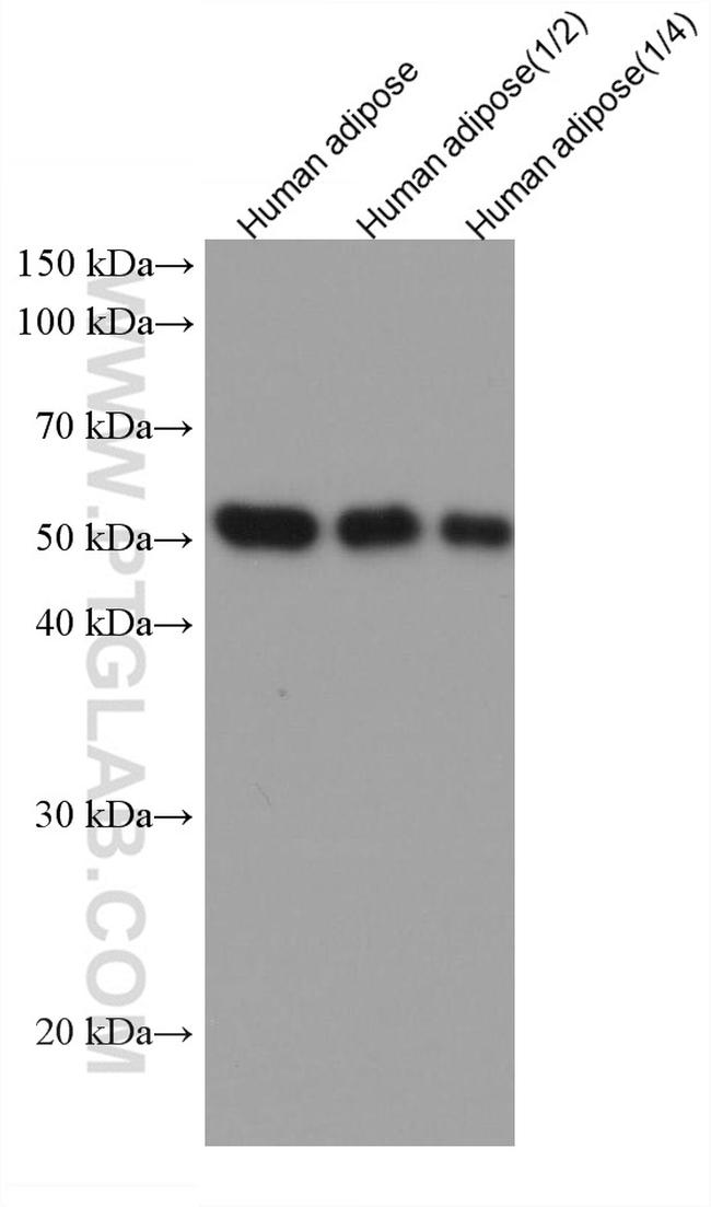 Vaspin Antibody in Western Blot (WB)