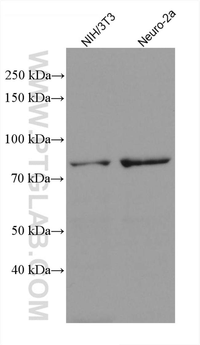 TBC1D25 Antibody in Western Blot (WB)