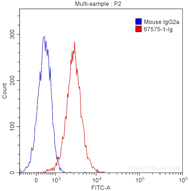 CDK1 Antibody in Flow Cytometry (Flow)