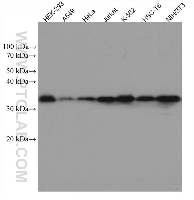 CDK1 Antibody in Western Blot (WB)