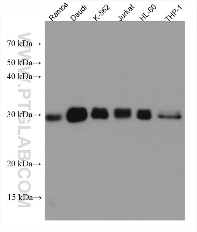 TGIF2 Antibody in Western Blot (WB)