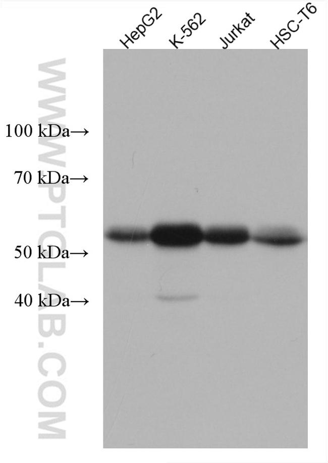 Beta Arrestin 1 Antibody in Western Blot (WB)