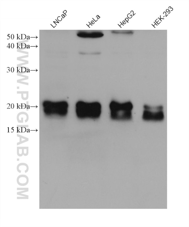 PTP4A1 Antibody in Western Blot (WB)