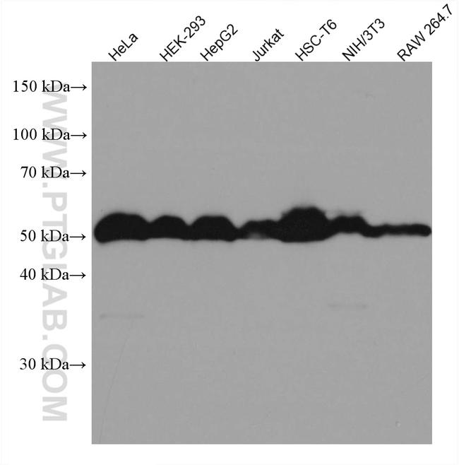 Calumenin Antibody in Western Blot (WB)