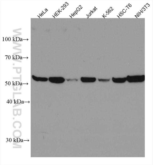 PHGDH Antibody in Western Blot (WB)