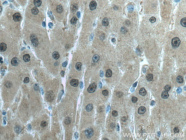 GSS Antibody in Immunohistochemistry (Paraffin) (IHC (P))