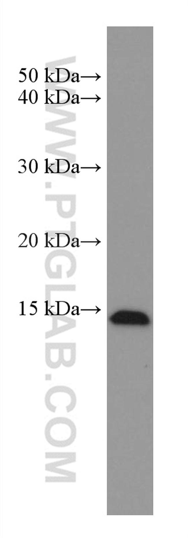 EIF1 Antibody in Western Blot (WB)