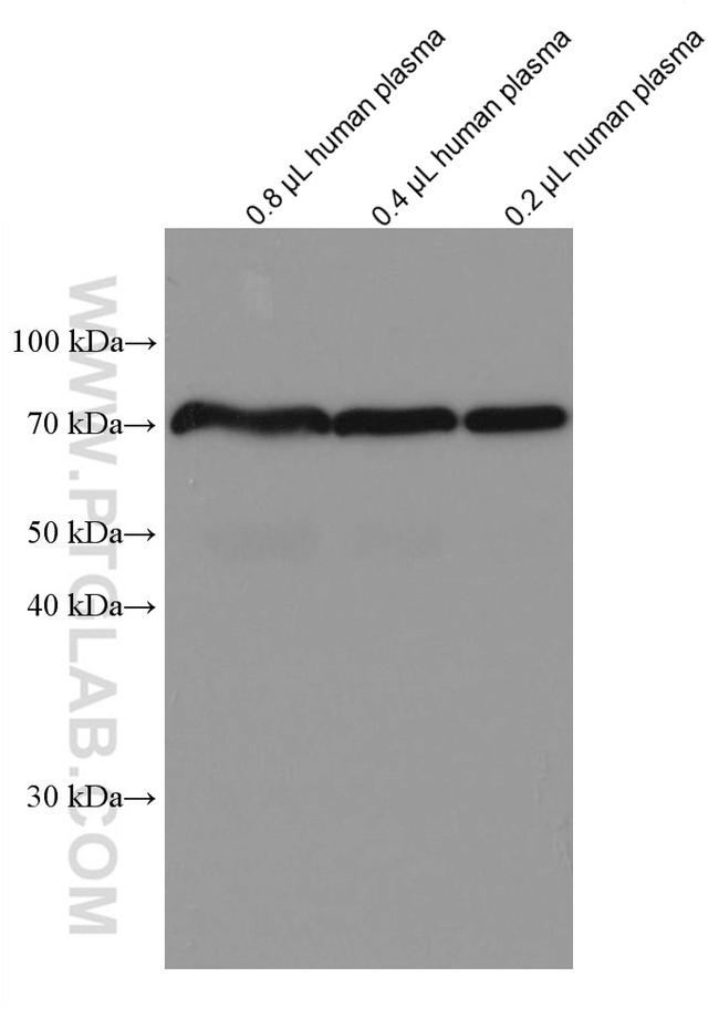 SERPIND1 Antibody in Western Blot (WB)