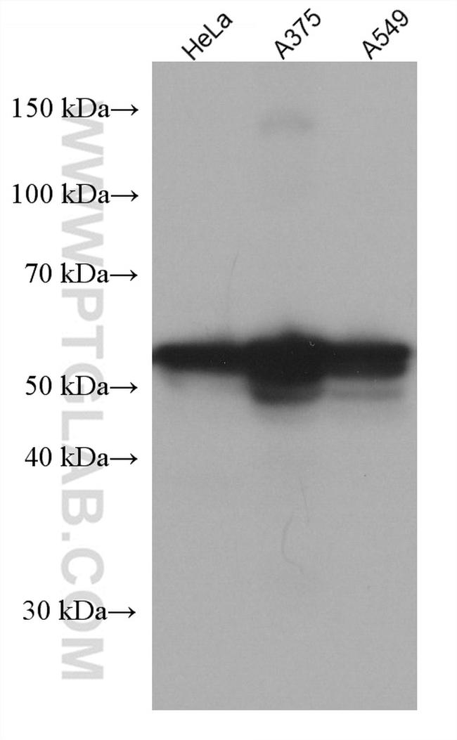 CREB3L1/OASIS Antibody in Western Blot (WB)