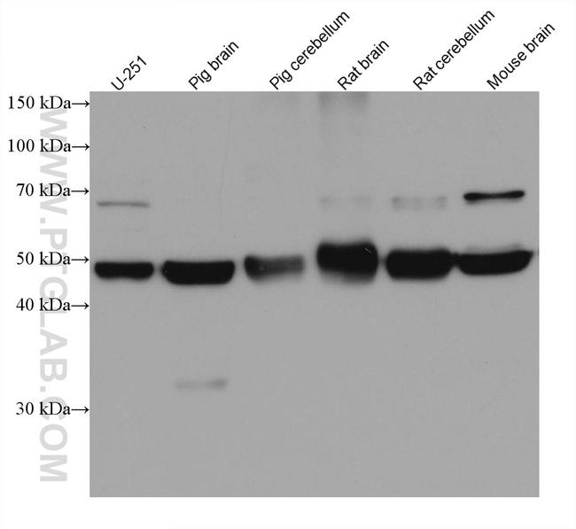 WASF3 Antibody in Western Blot (WB)