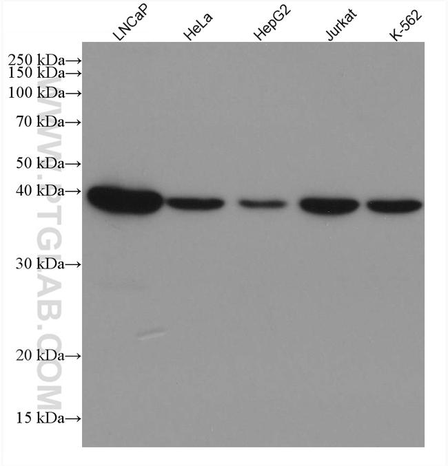 SORD Antibody in Western Blot (WB)