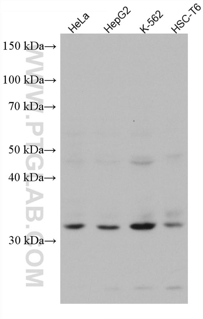 PSME3 Antibody in Western Blot (WB)