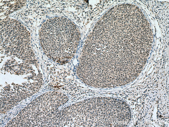 PPID Antibody in Immunohistochemistry (Paraffin) (IHC (P))