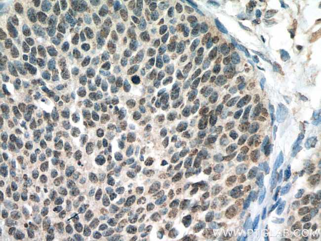 PPID Antibody in Immunohistochemistry (Paraffin) (IHC (P))