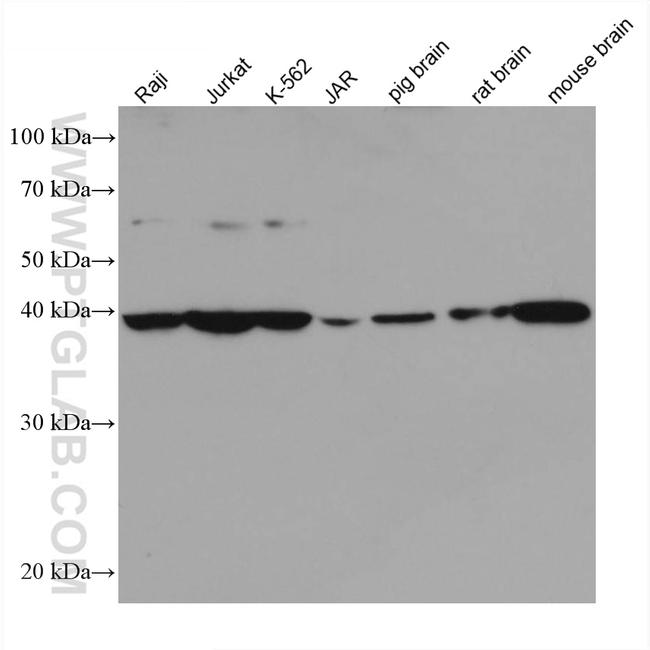 PPID Antibody in Western Blot (WB)