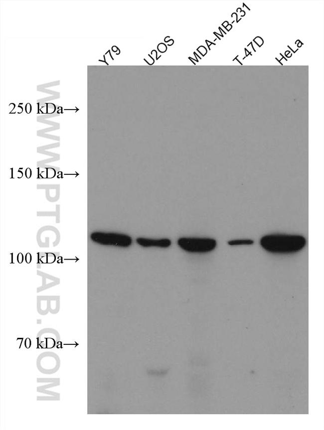 ANO2 Antibody in Western Blot (WB)