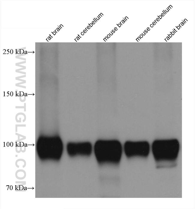 GRIA1 Antibody in Western Blot (WB)