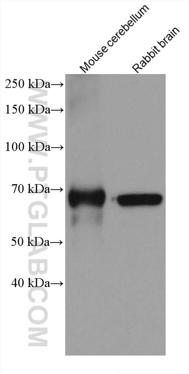 GAD1 Antibody in Western Blot (WB)