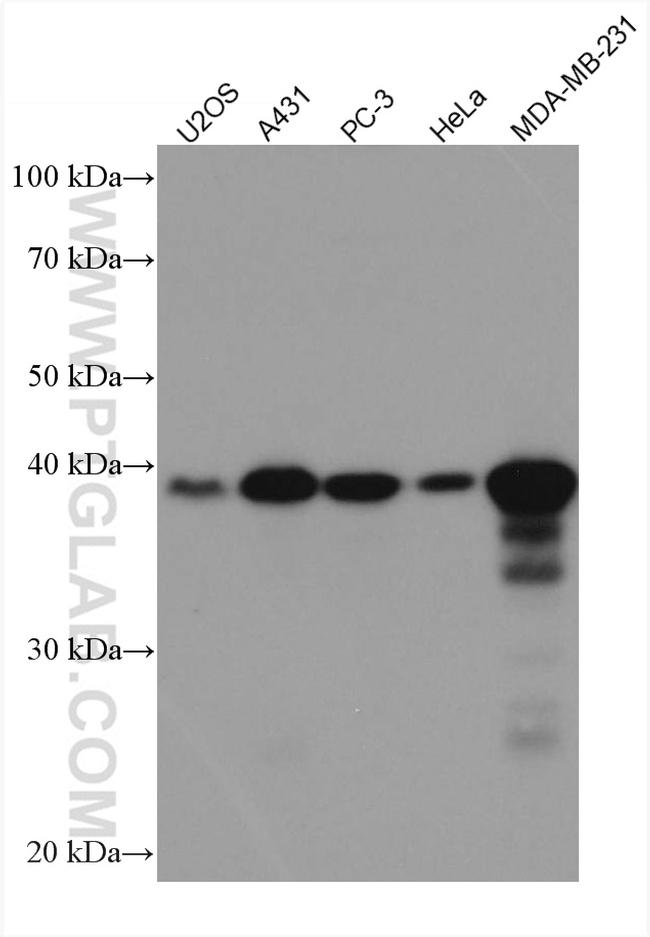 CYR61 Antibody in Western Blot (WB)