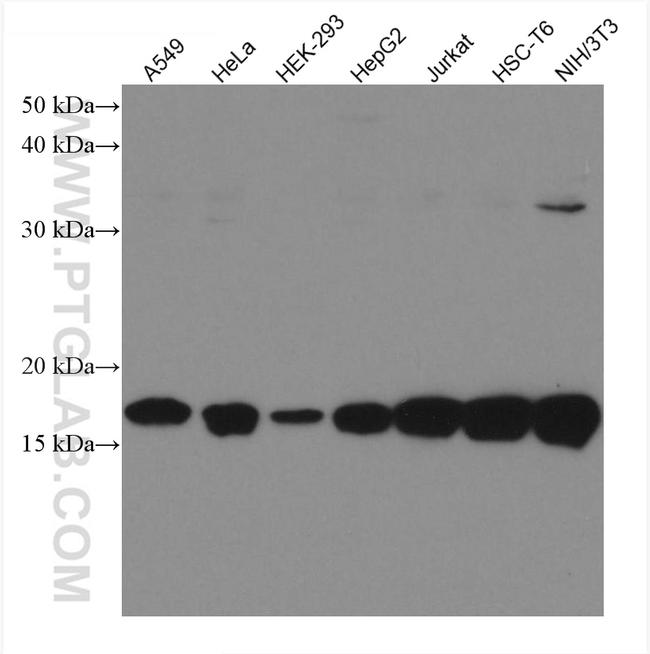 UBE2I Antibody in Western Blot (WB)