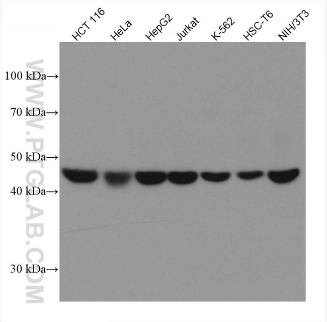 SNX5 Antibody in Western Blot (WB)