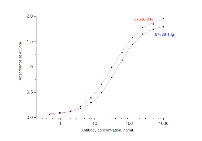 SARS-CoV-2 Nucleocapsid Phosphoprotein Antibody in ELISA (ELISA)