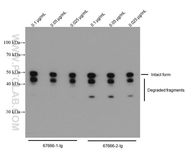 SARS-CoV-2 Nucleocapsid Phosphoprotein Antibody in Western Blot (WB)
