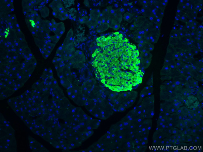 Ins1 Antibody in Immunohistochemistry (Paraffin) (IHC (P))