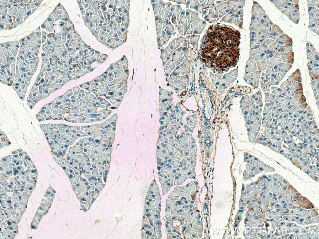 Ins1 Antibody in Immunohistochemistry (Paraffin) (IHC (P))