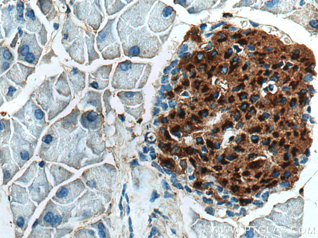 Ins1 Antibody in Immunohistochemistry (Paraffin) (IHC (P))