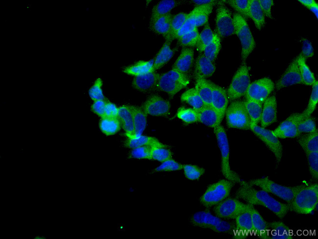 MTHFD1 Antibody in Immunocytochemistry (ICC/IF)