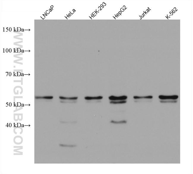 RNMT Antibody in Western Blot (WB)